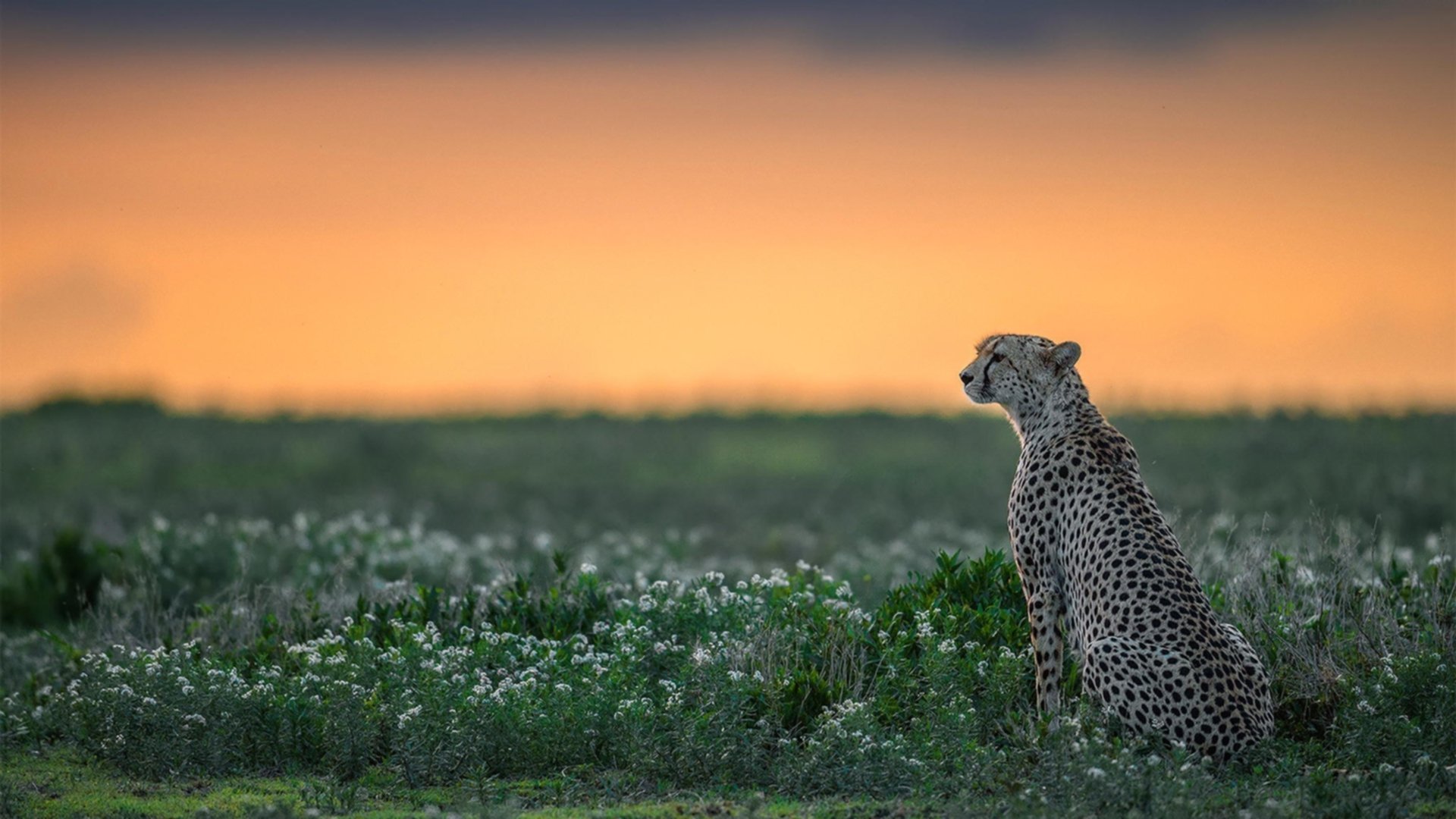 leyu.com-决定欧洲足球冠军联赛出线的胜利者即将确定，欧洲冠军联赛是由欧足联主办的年度足球比赛,自199