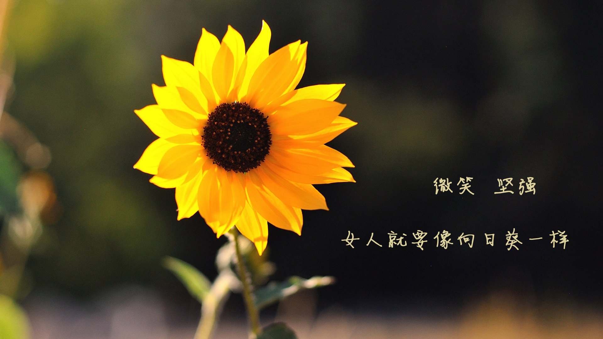 leyu.com-国足在亚洲杯中的球员表现评估方案实施，亚洲杯国足数据