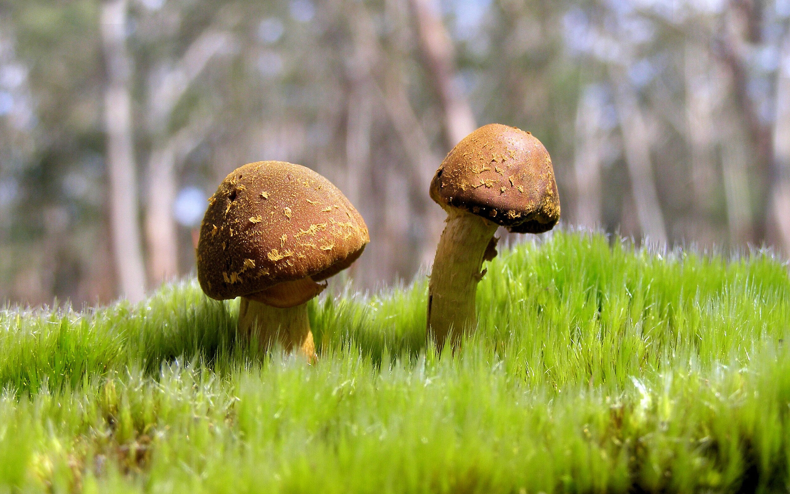 乐鱼（中国）体育官方网站-猛龙后卫集训期间状态火热 自信领跑东部球队，猛龙控球后卫