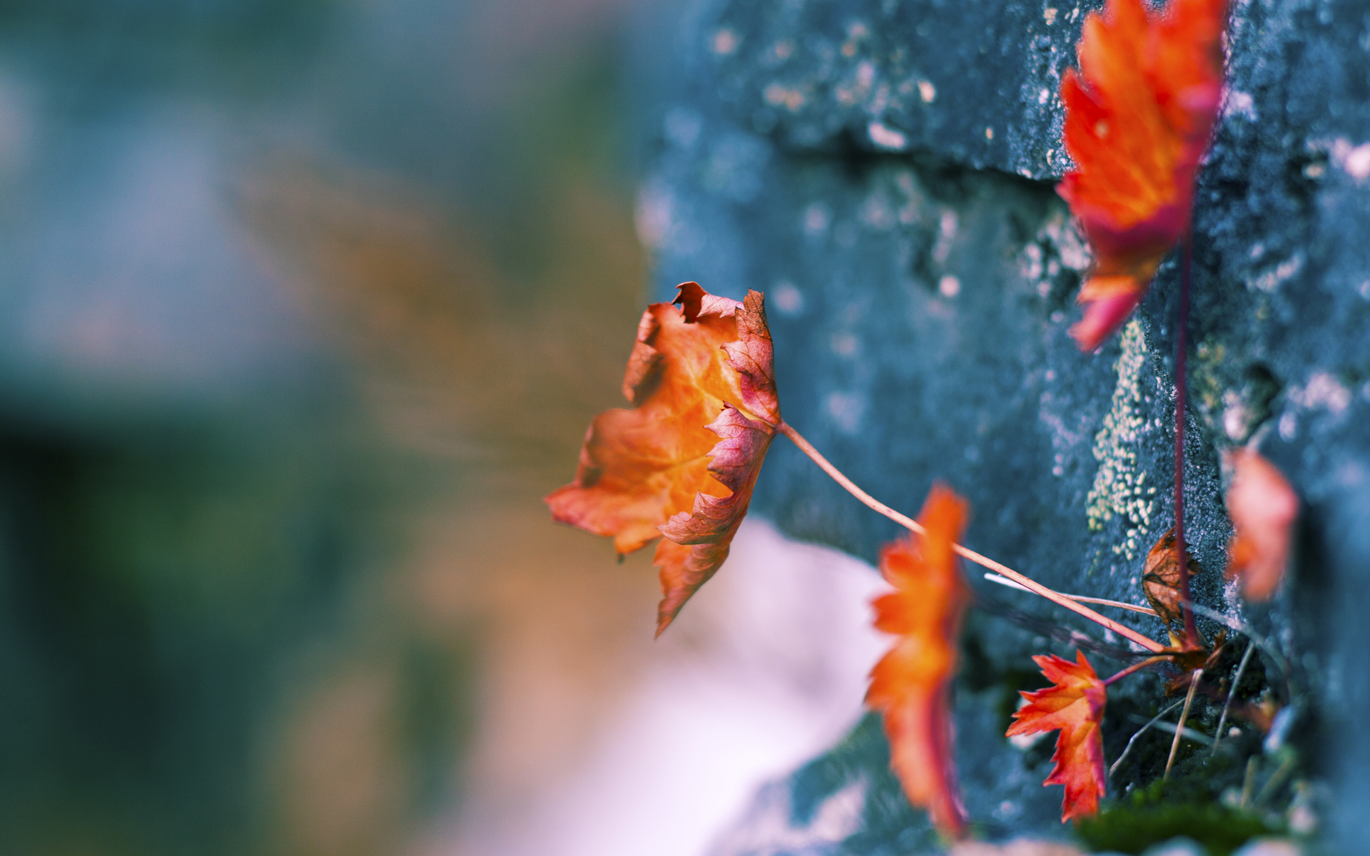 APP下载 LY Sports-马刺老将再次闪耀，带领球队一步步追赶西区强队，马刺队老大