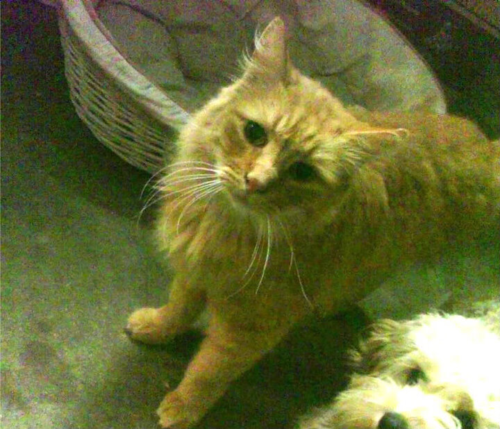 法甲赛季中期球员伤病风险评估与预防策略，法甲球员评分