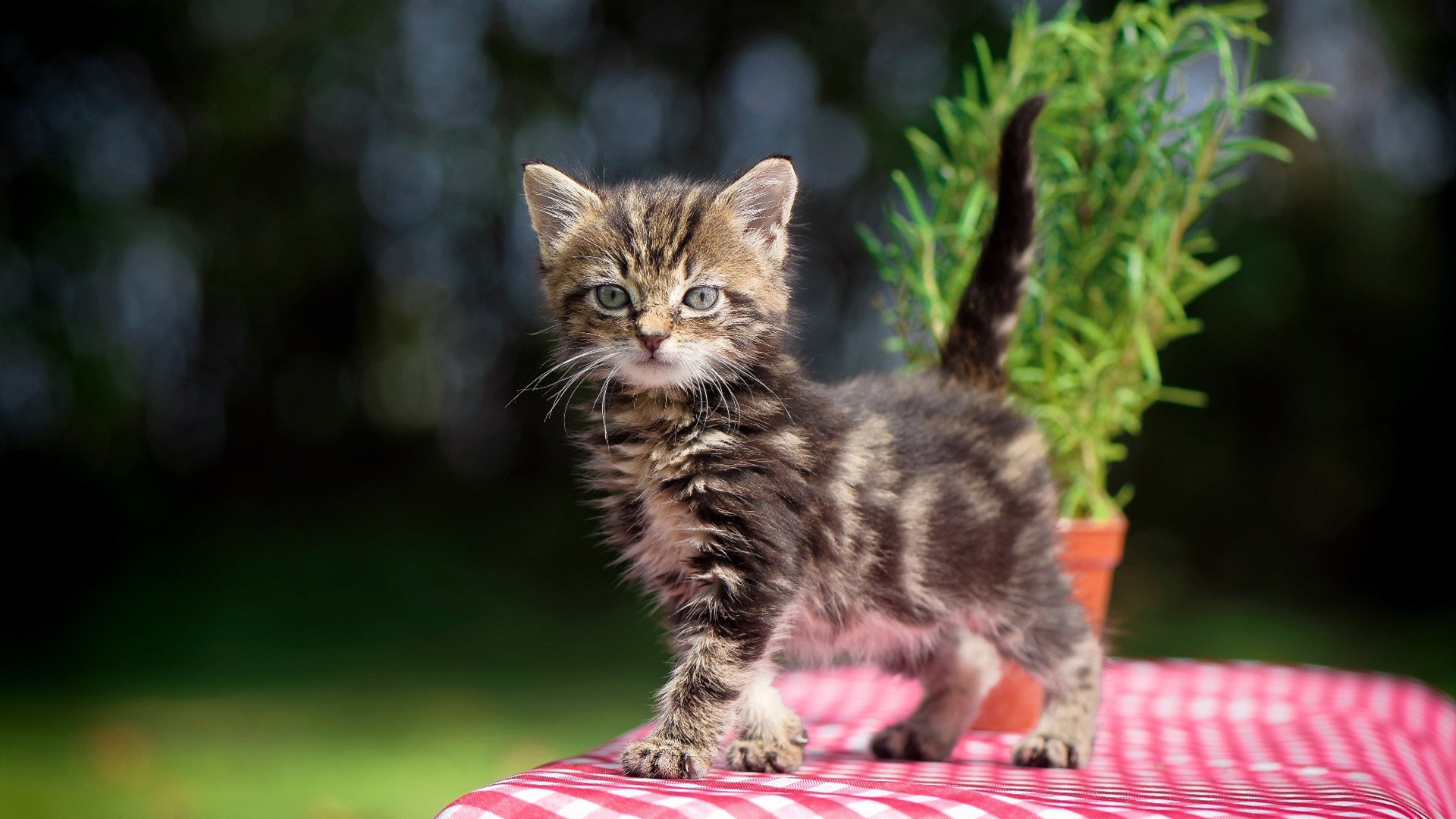 篮球赛事直播技术发展趋势分析,篮球直播应用