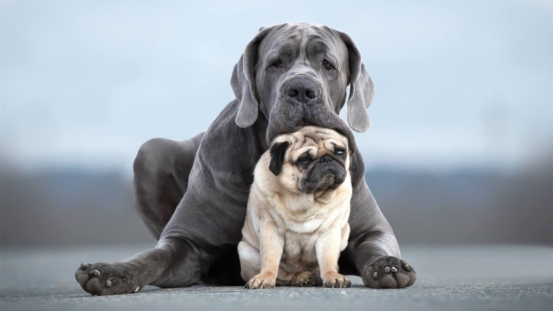 中国香港队未来发展展望:培养更多国际级乒乓球人才,香港乒乓球队实力
