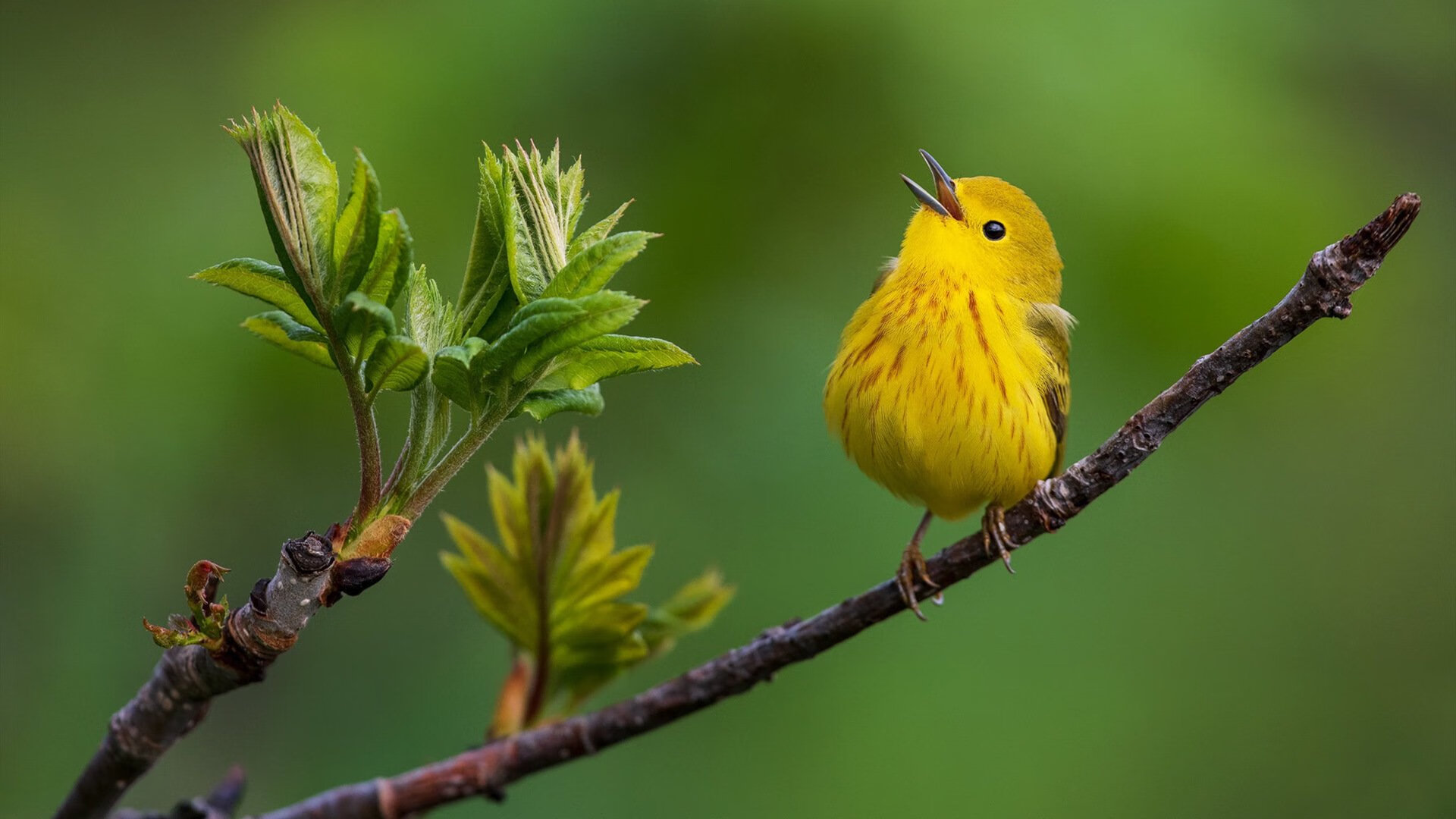 乐鱼官方登录入口-快攻回合是否应当减少传球以节省节奏，快攻的时候老是掉球