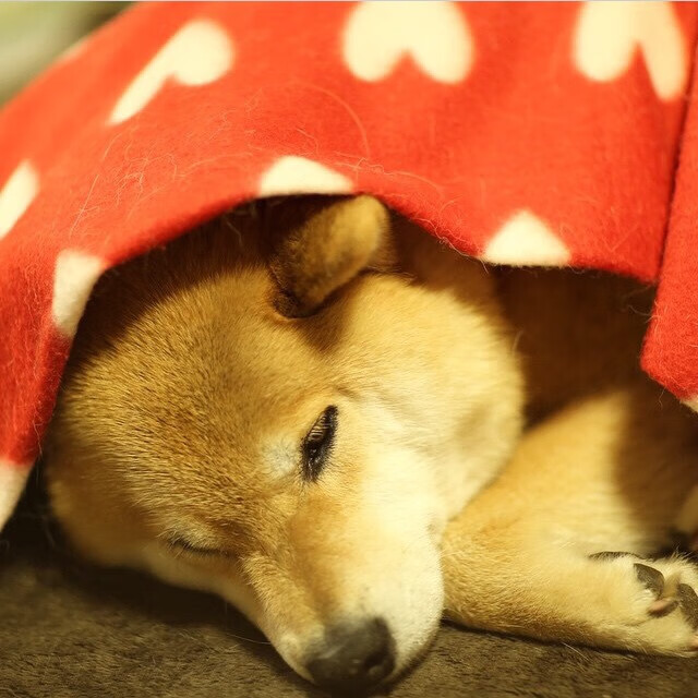 全球青少年足球交流日益频繁,推动体育文化国际化,开展青少年足球运动的意义