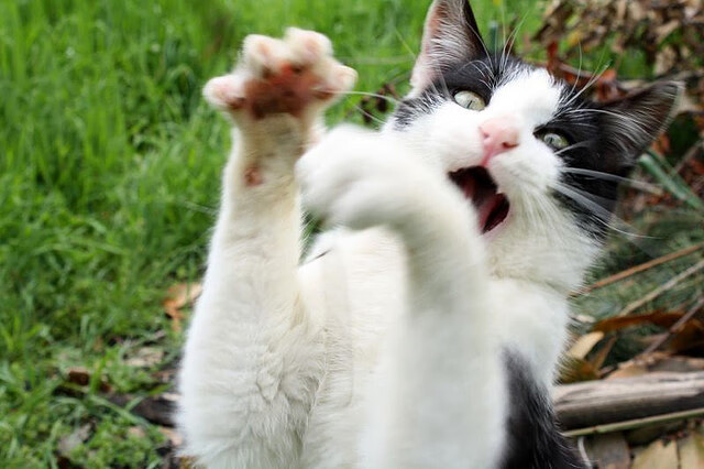 意甲激情四溢:攻防精彩瞬间不断涌现,意甲情怀