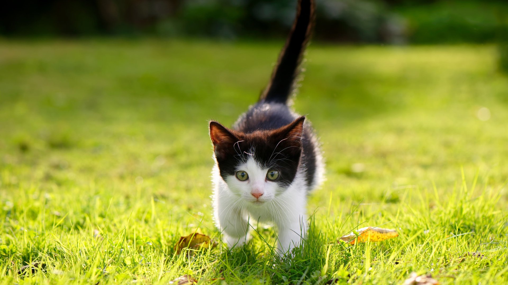 网球大满贯赛场 新星崭露头角，网球大满贯比赛视频