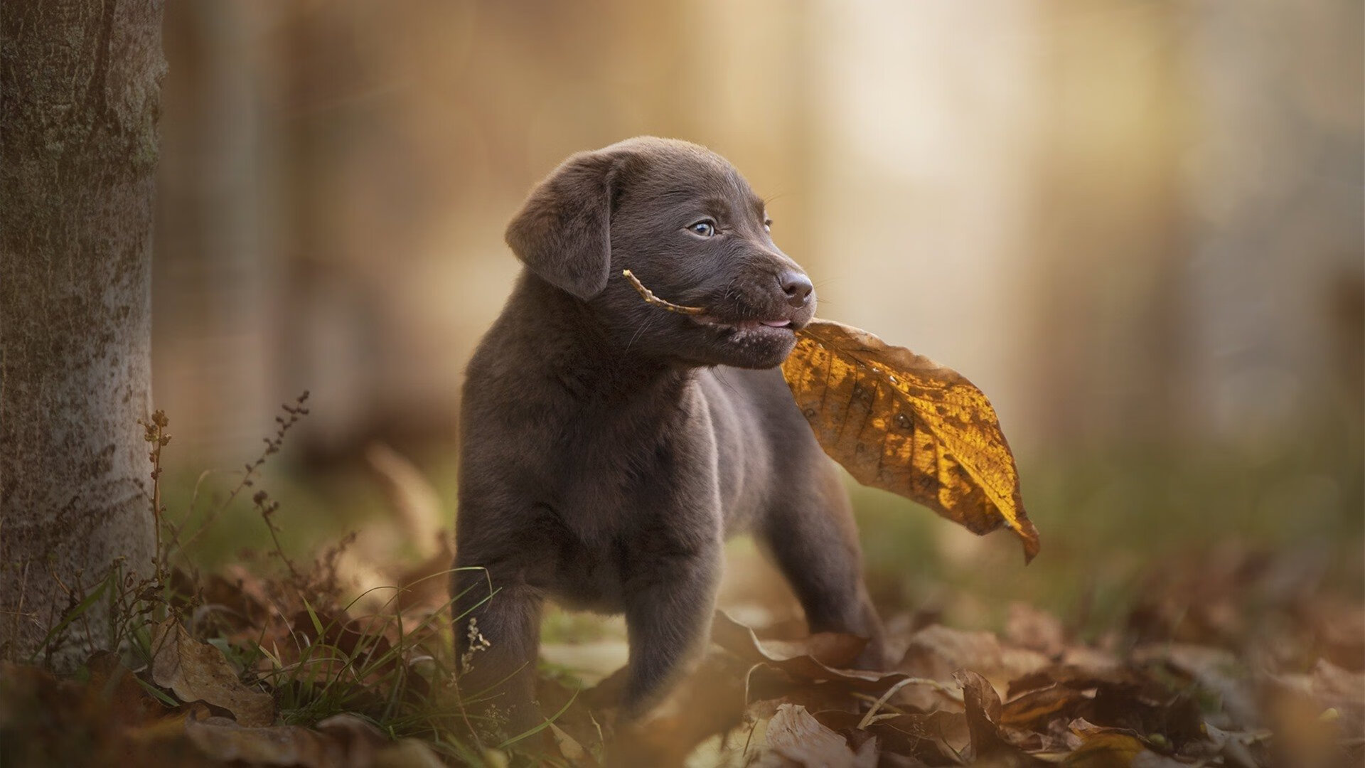 乐鱼vip-西甲瞬间进球：精彩镜头不断刷屏！，西甲球队进球纪录